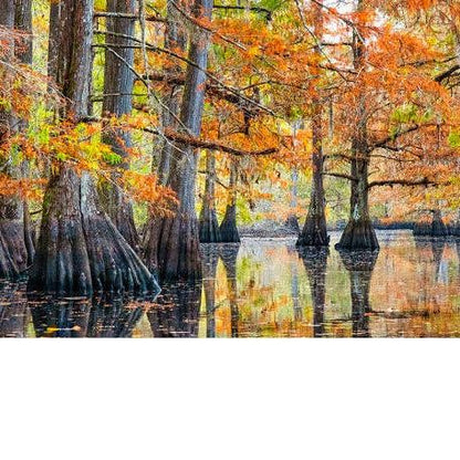 Into the Lost World : A Journey into Louisiana’s Bayou Country