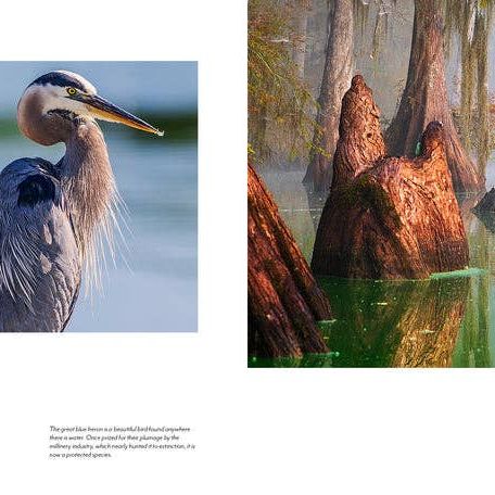 Into the Lost World : A Journey into Louisiana’s Bayou Country